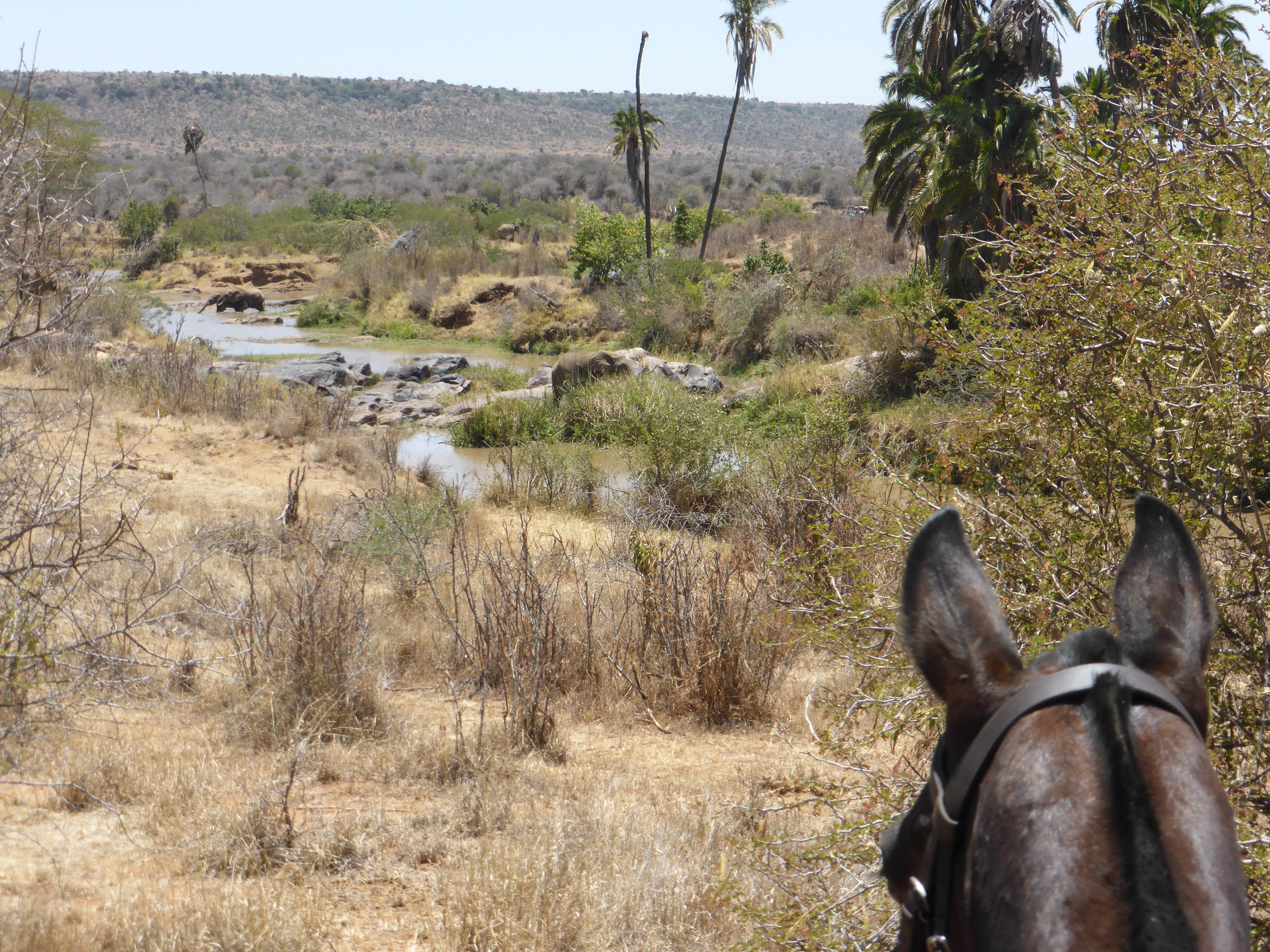 Africa's Big 5 Safari - horseXperiences™ GO EQUESTRIAN