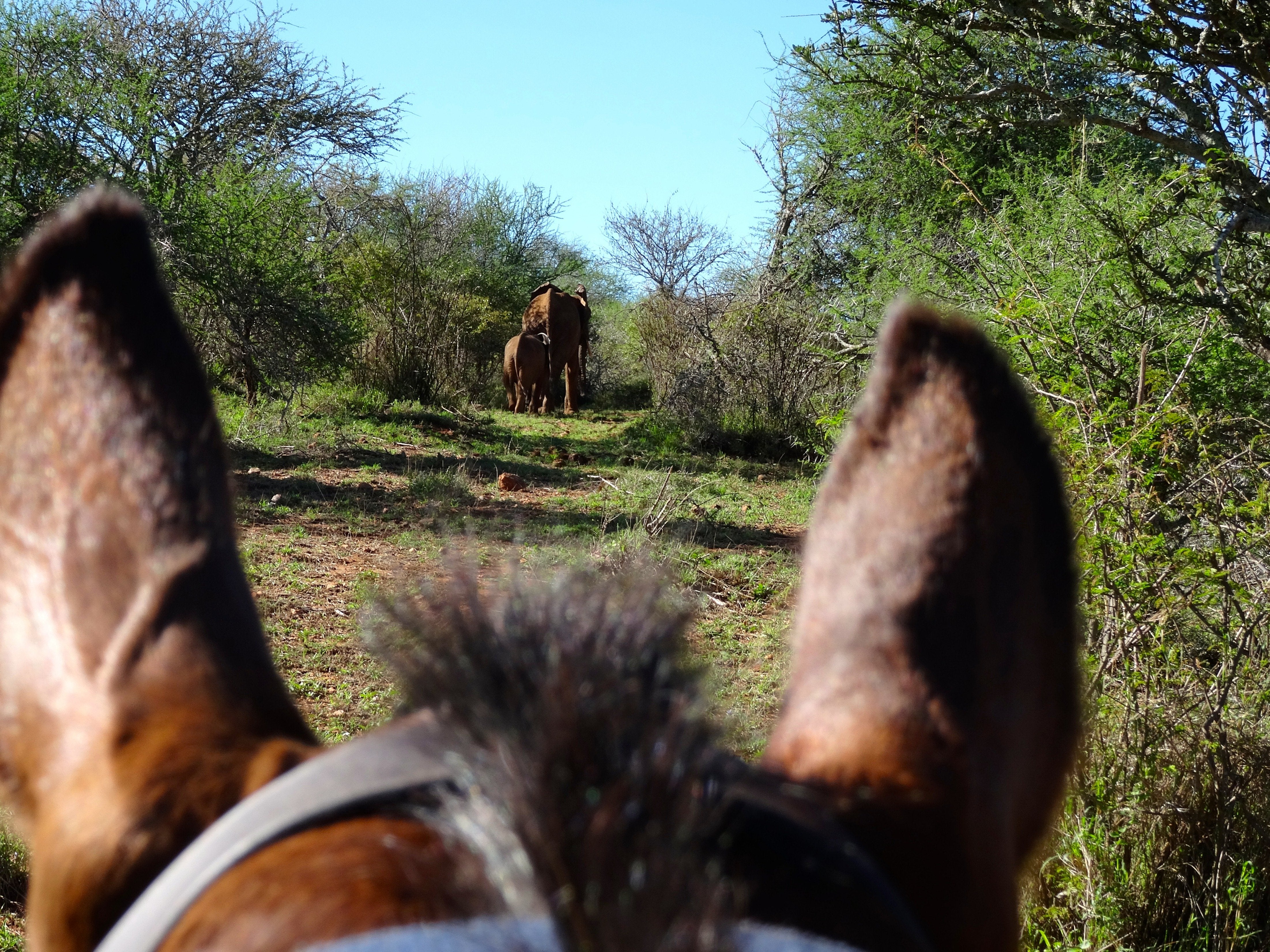 Africa's Big 5 Safari - horseXperiences™ GO EQUESTRIAN