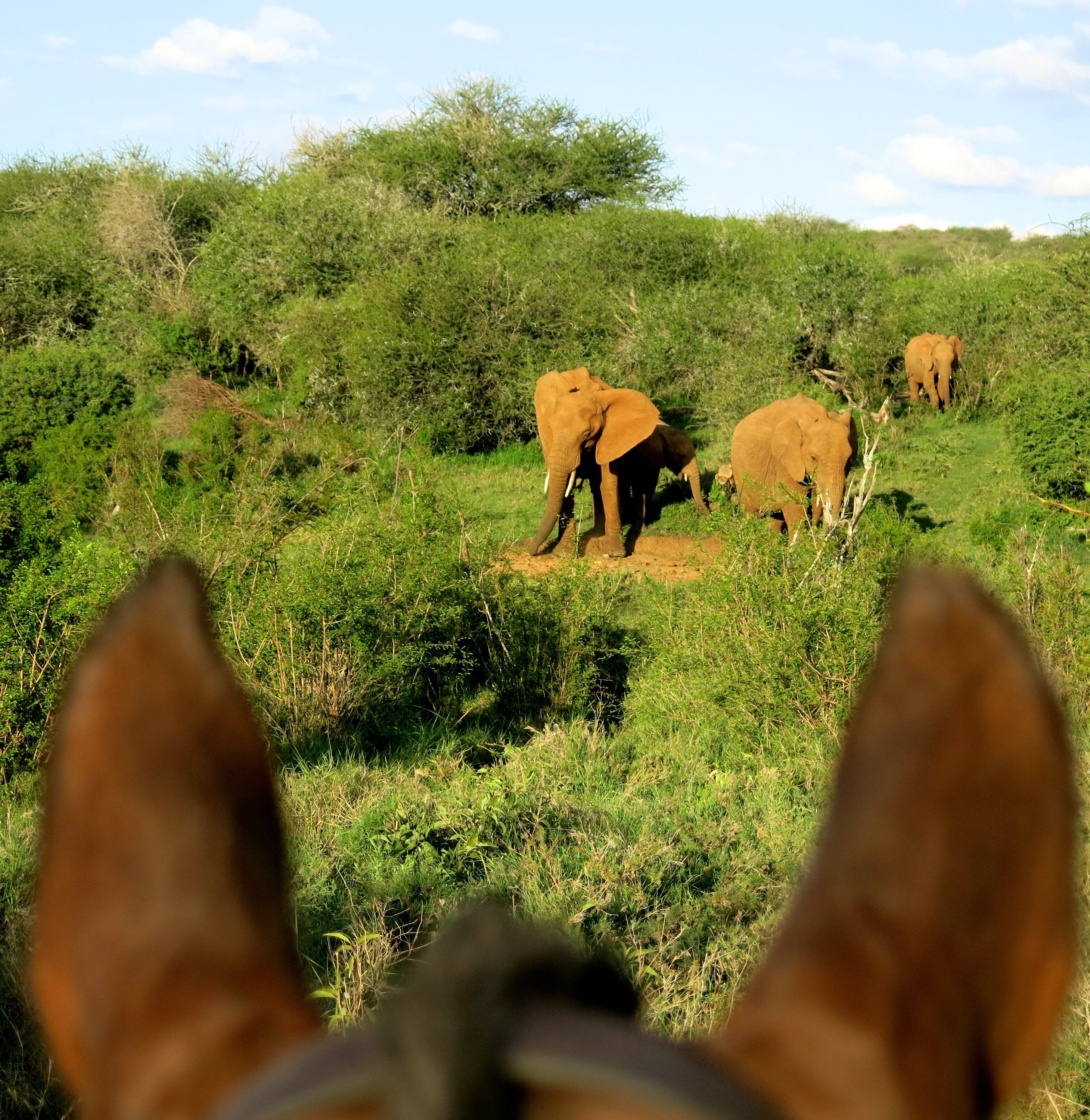 Africa's Big 5 Safari - horseXperiences™ GO EQUESTRIAN