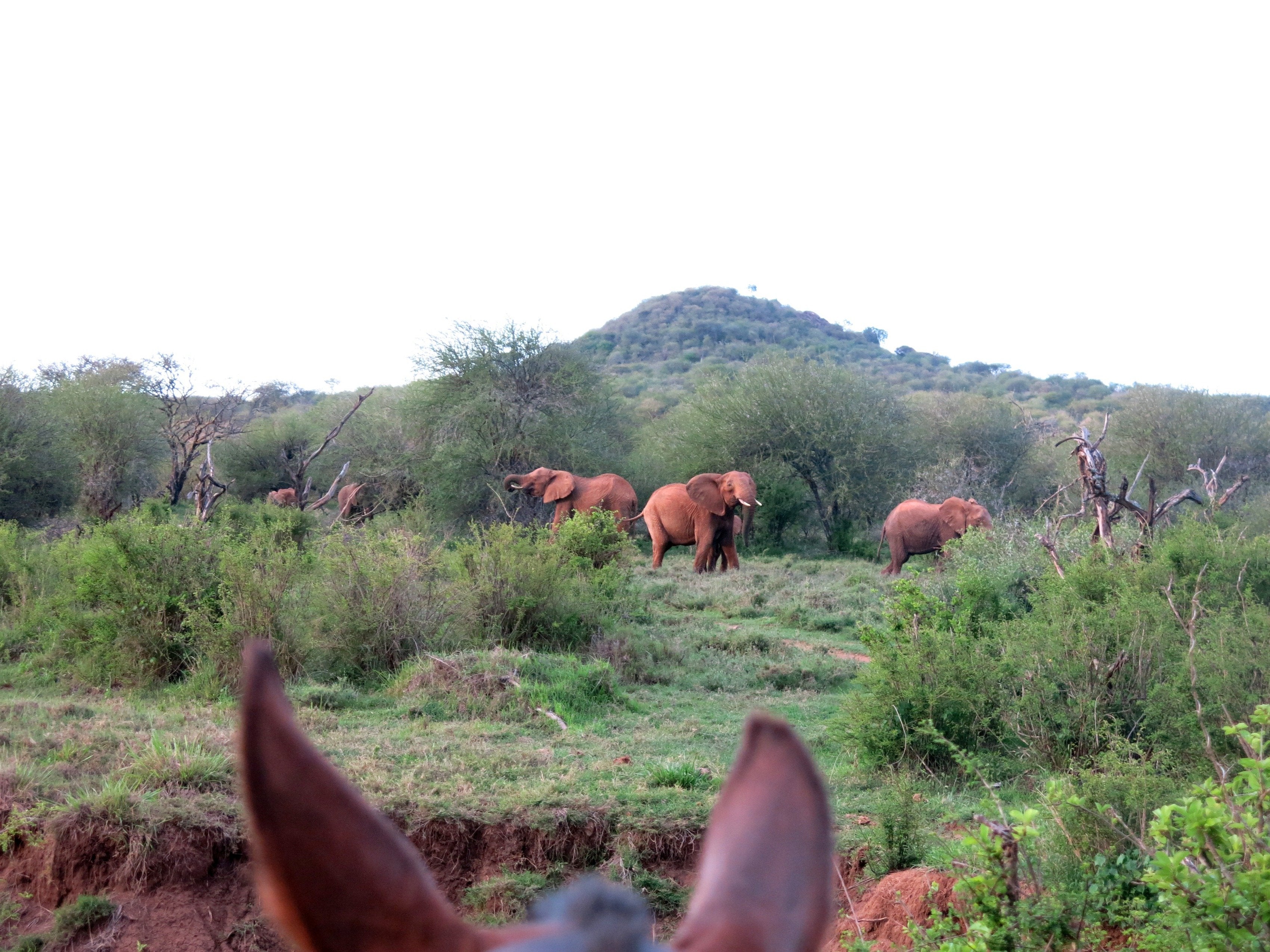 Africa's Big 5 Safari - horseXperiences™ GO EQUESTRIAN