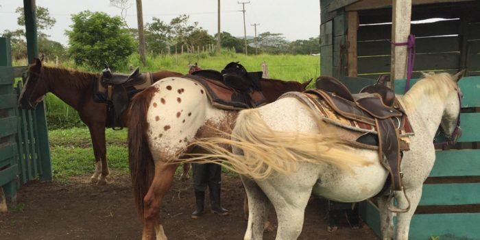 Xunantunich Riding Tour - horseXperiences™ GO EQUESTRIAN