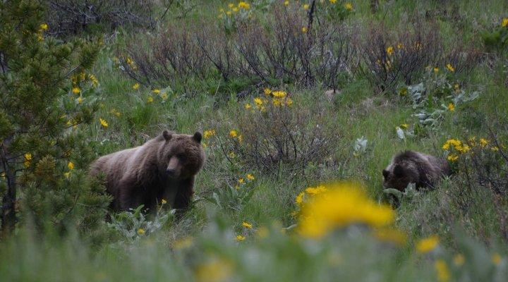 Grizzly Bear Research - horseXperiences™ GO EQUESTRIAN