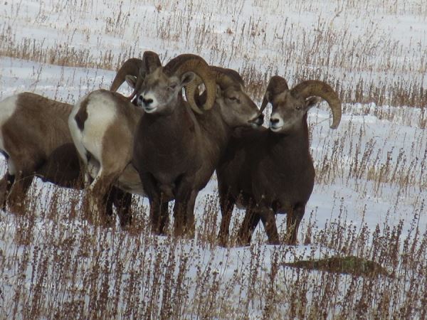 Bighorn Sheep Tracking - horseXperiences™ GO EQUESTRIAN
