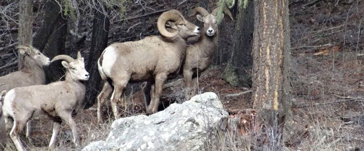 Bighorn Sheep Tracking - horseXperiences™ GO EQUESTRIAN