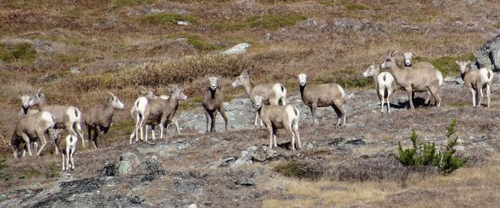 Bighorn Sheep Tracking - horseXperiences™ GO EQUESTRIAN