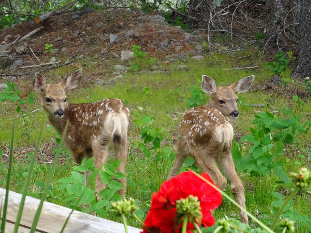 Wildlife Tracking & Conservation - horseXperiences™ GO EQUESTRIAN