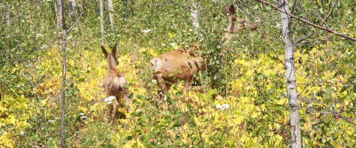 Wildlife Tracking & Conservation - horseXperiences™ GO EQUESTRIAN