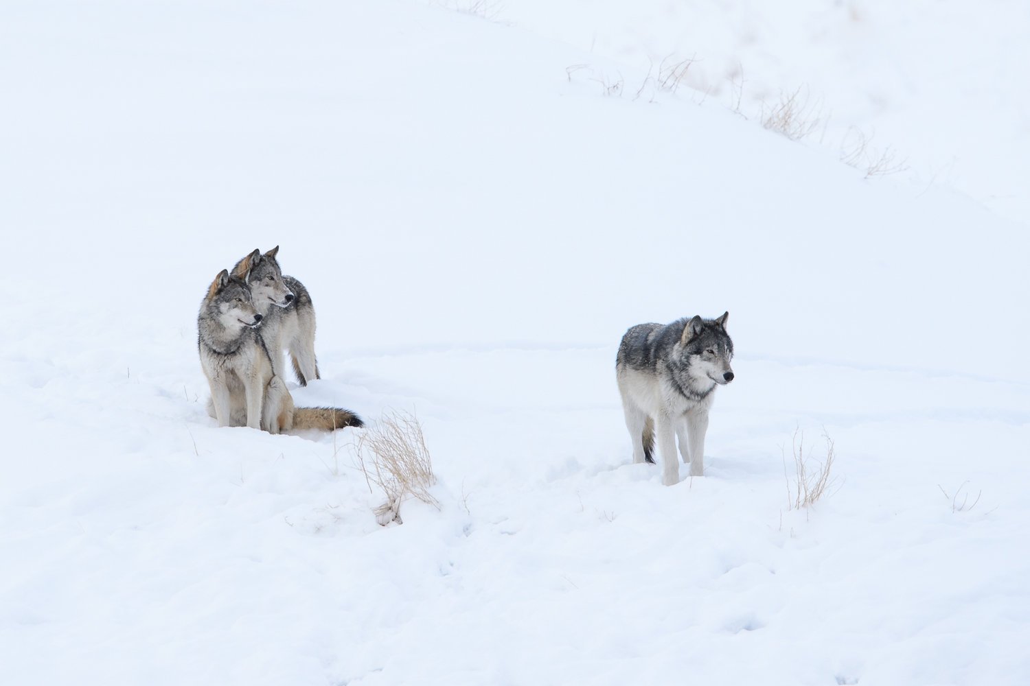 Wildlife Tracking & Conservation - horseXperiences™ GO EQUESTRIAN