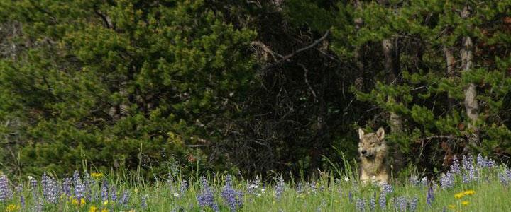 Wildlife Tracking & Conservation - horseXperiences™ GO EQUESTRIAN