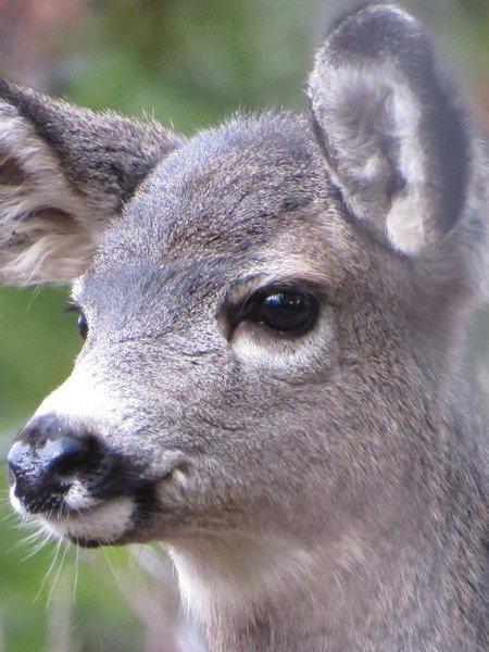 Wildlife Tracking & Conservation - horseXperiences™ GO EQUESTRIAN