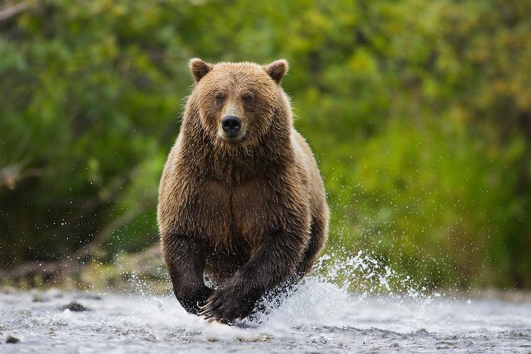 Wildlife Tracking & Conservation - horseXperiences™ GO EQUESTRIAN