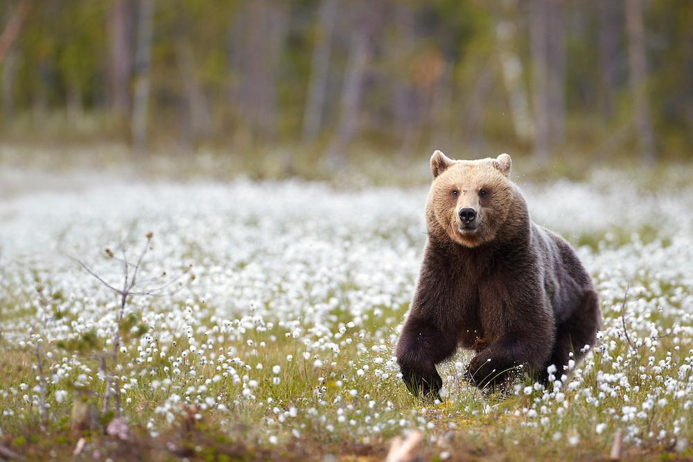 Wildlife Tracking & Conservation - horseXperiences™ GO EQUESTRIAN