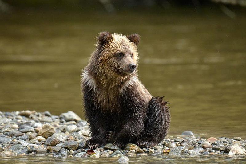 Wildlife Tracking & Conservation - horseXperiences™ GO EQUESTRIAN