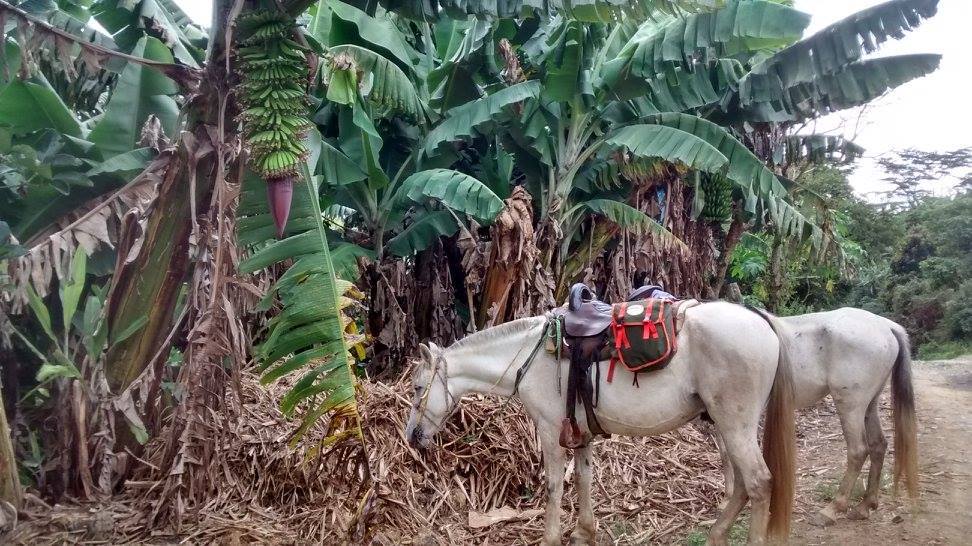 The Central Colombia Trail Ride - horseXperiences™ GO EQUESTRIAN