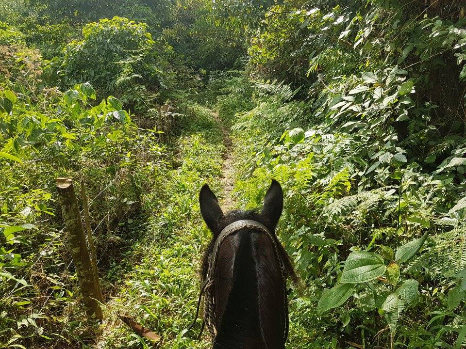 The Coffee Trail Ride - horseXperiences™ GO EQUESTRIAN