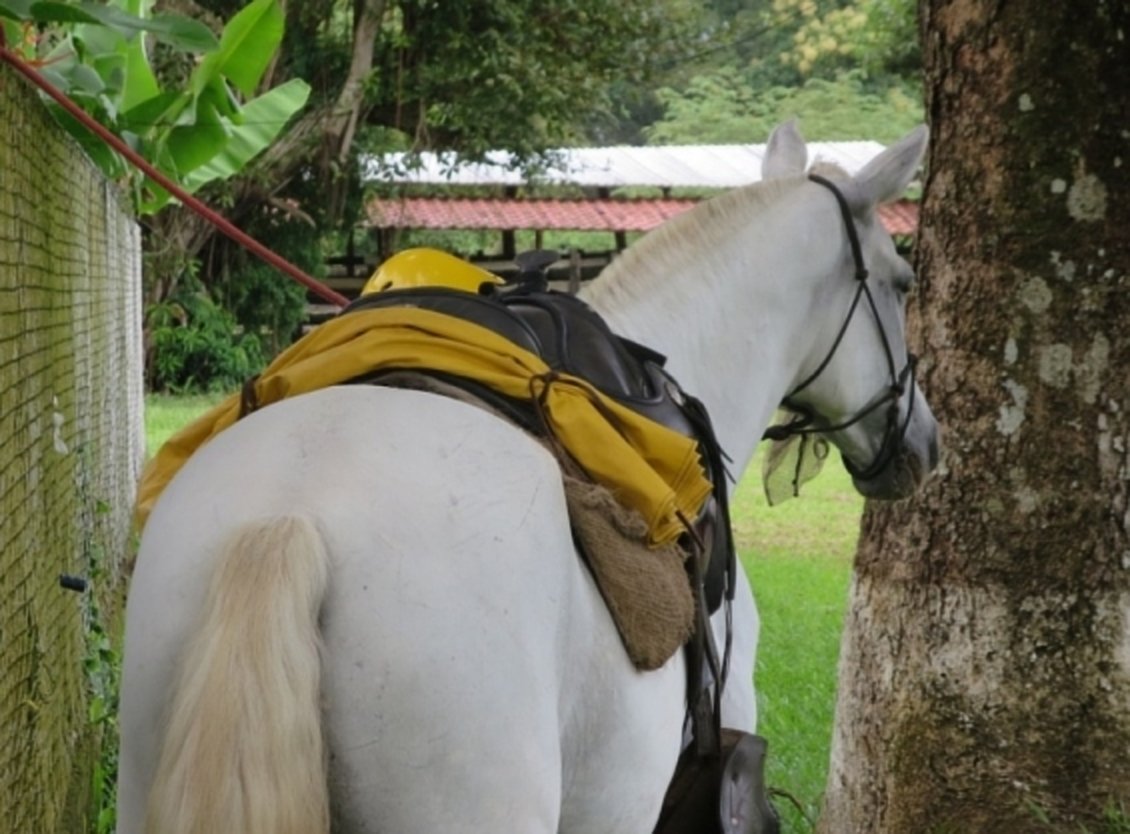 Tropical Connection - horseXperiences™ GO EQUESTRIAN