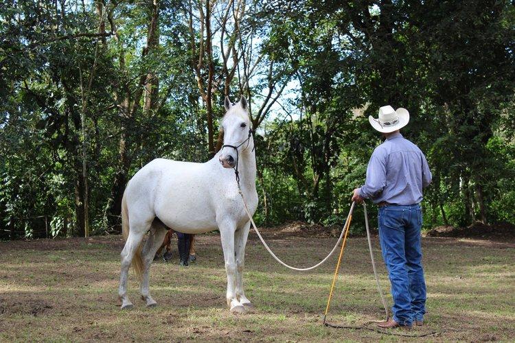 Tropical Connection - horseXperiences™ GO EQUESTRIAN