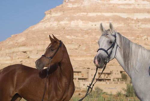 Egyptian Luxury - horseXperiences™ GO EQUESTRIAN