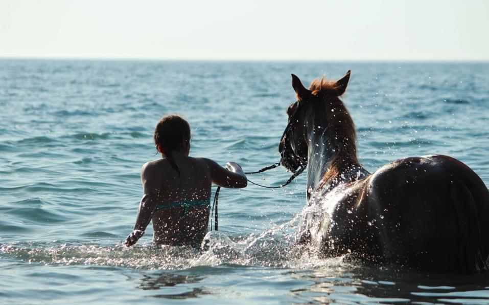 Paradise Island - horseXperiences™ GO EQUESTRIAN