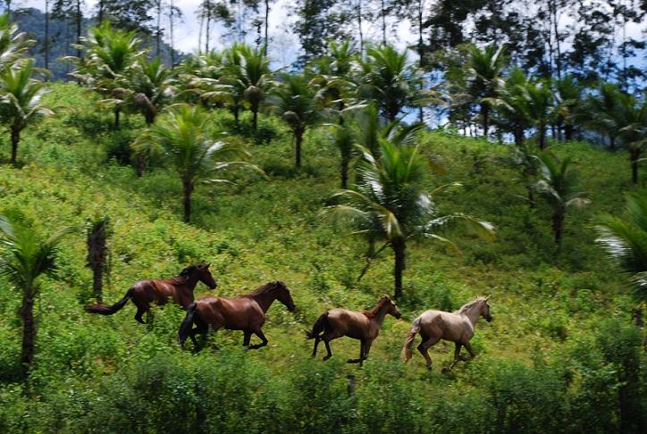 Ride & Relax in Rio - horseXperiences™ GO EQUESTRIAN