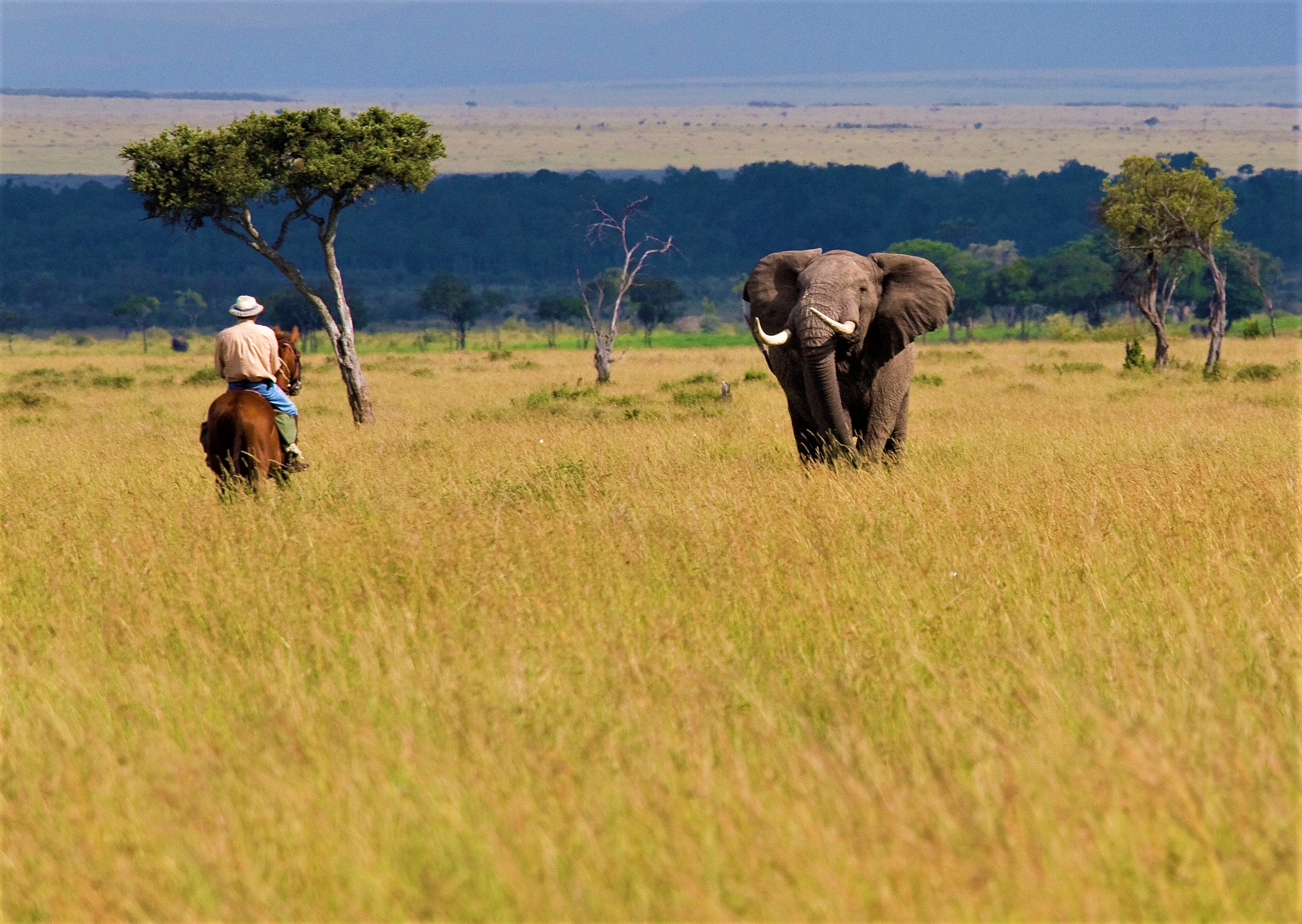 Africa's Big 5 Safari - horseXperiences™ GO EQUESTRIAN