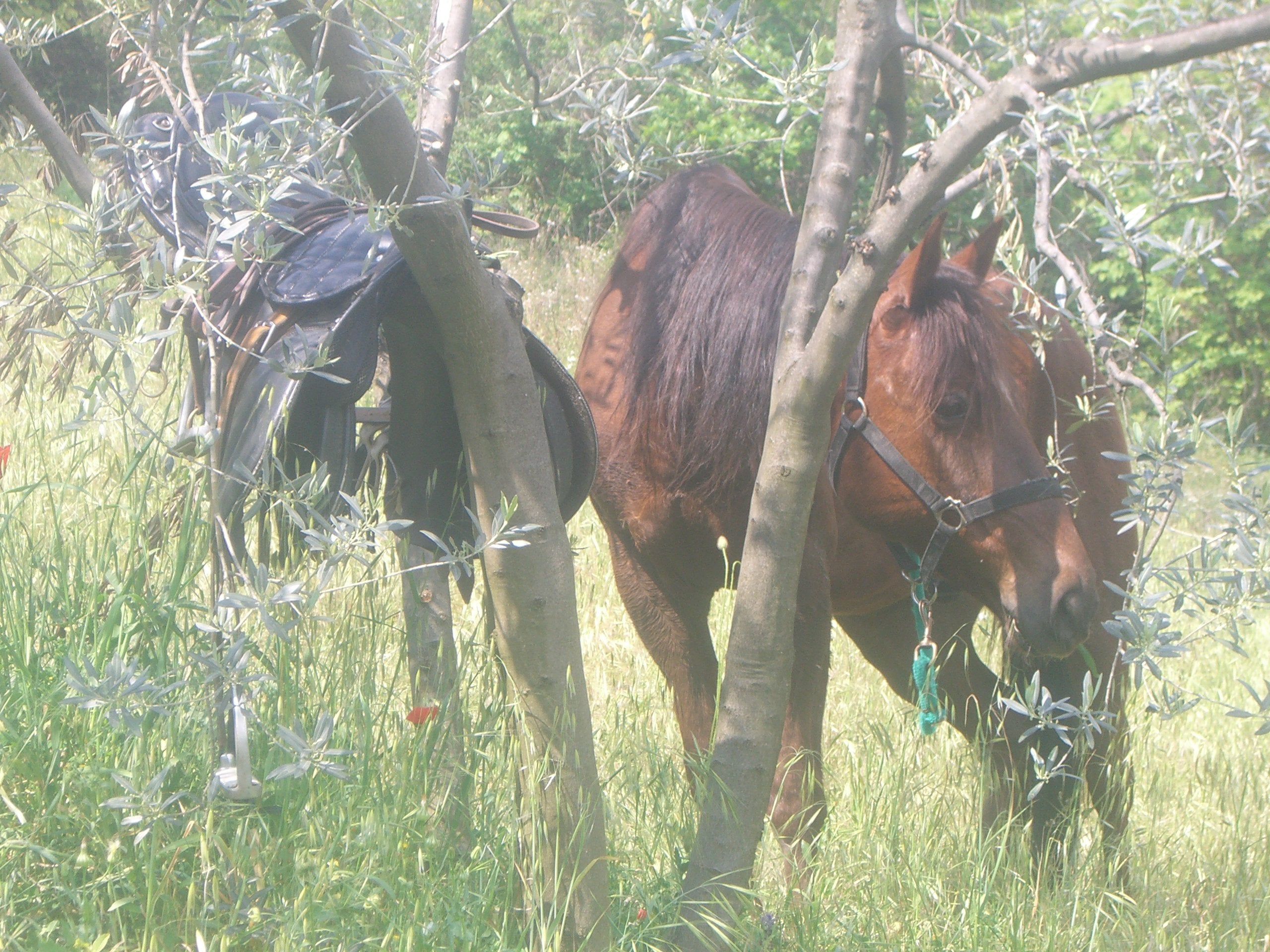 Umbrian Short Break - horseXperiences™ GO EQUESTRIAN