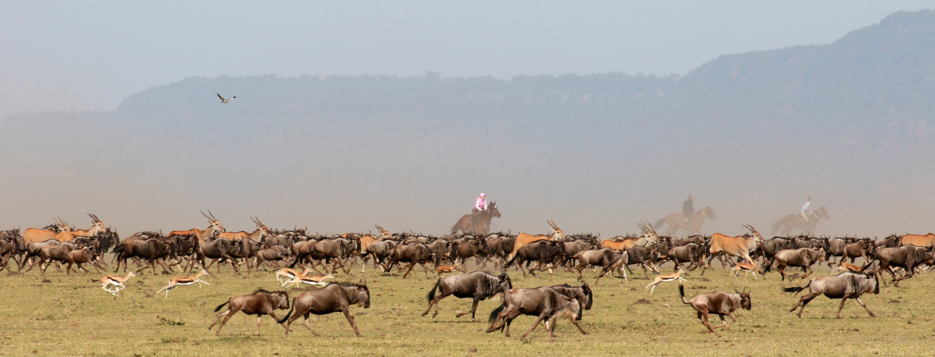 Africa's Big 5 Safari - horseXperiences™ GO EQUESTRIAN