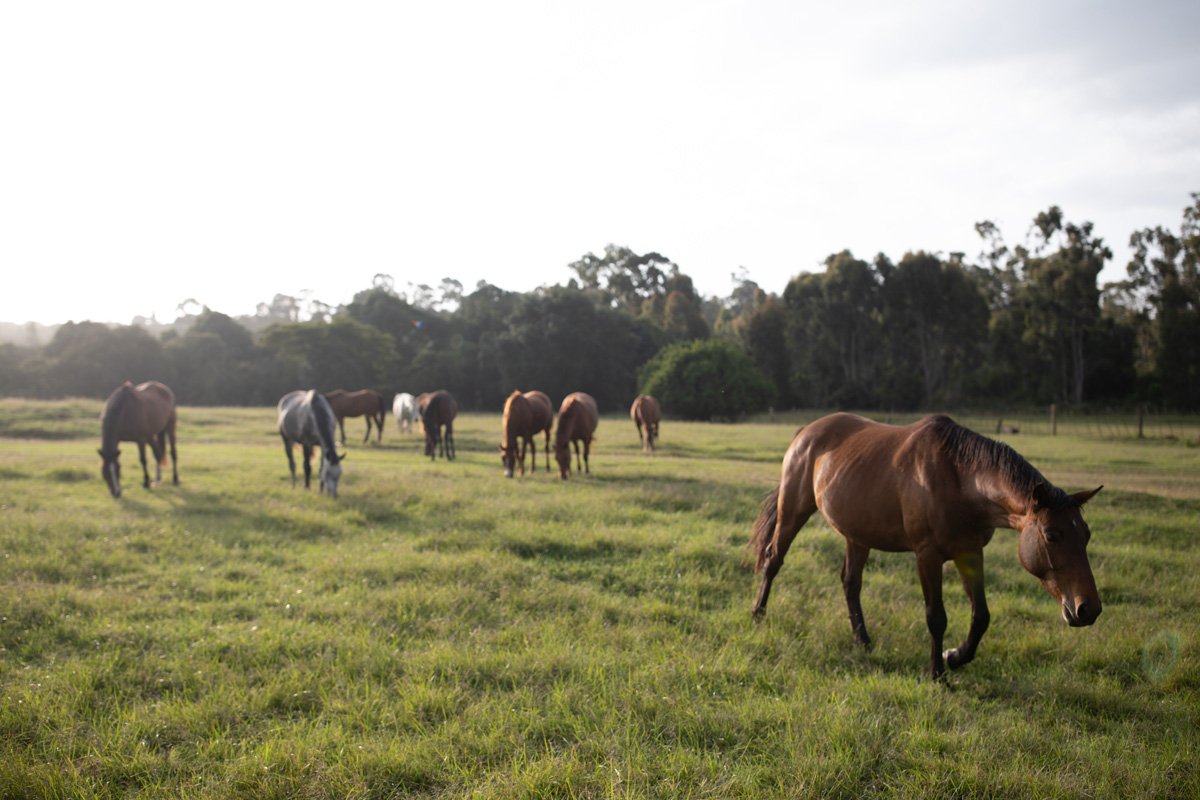 Africa's Big 5 Safari - horseXperiences™ GO EQUESTRIAN