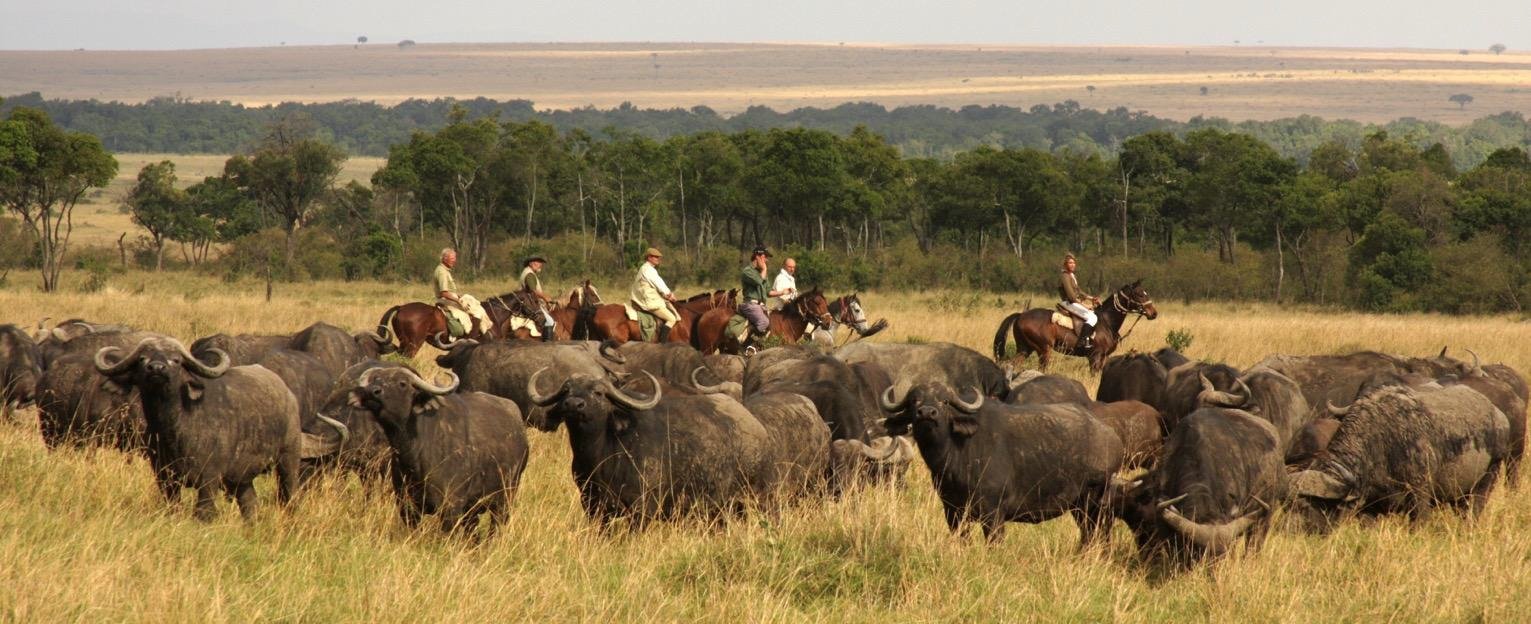 Africa's Big 5 Safari - horseXperiences™ GO EQUESTRIAN