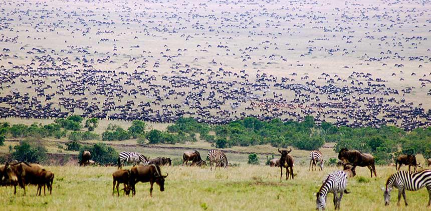 Africa's Big 5 Safari - horseXperiences™ GO EQUESTRIAN