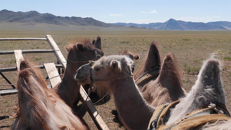 East Gobi Ride - horseXperiences™ GO EQUESTRIAN