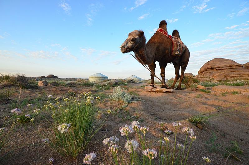 East Gobi Ride - horseXperiences™ GO EQUESTRIAN