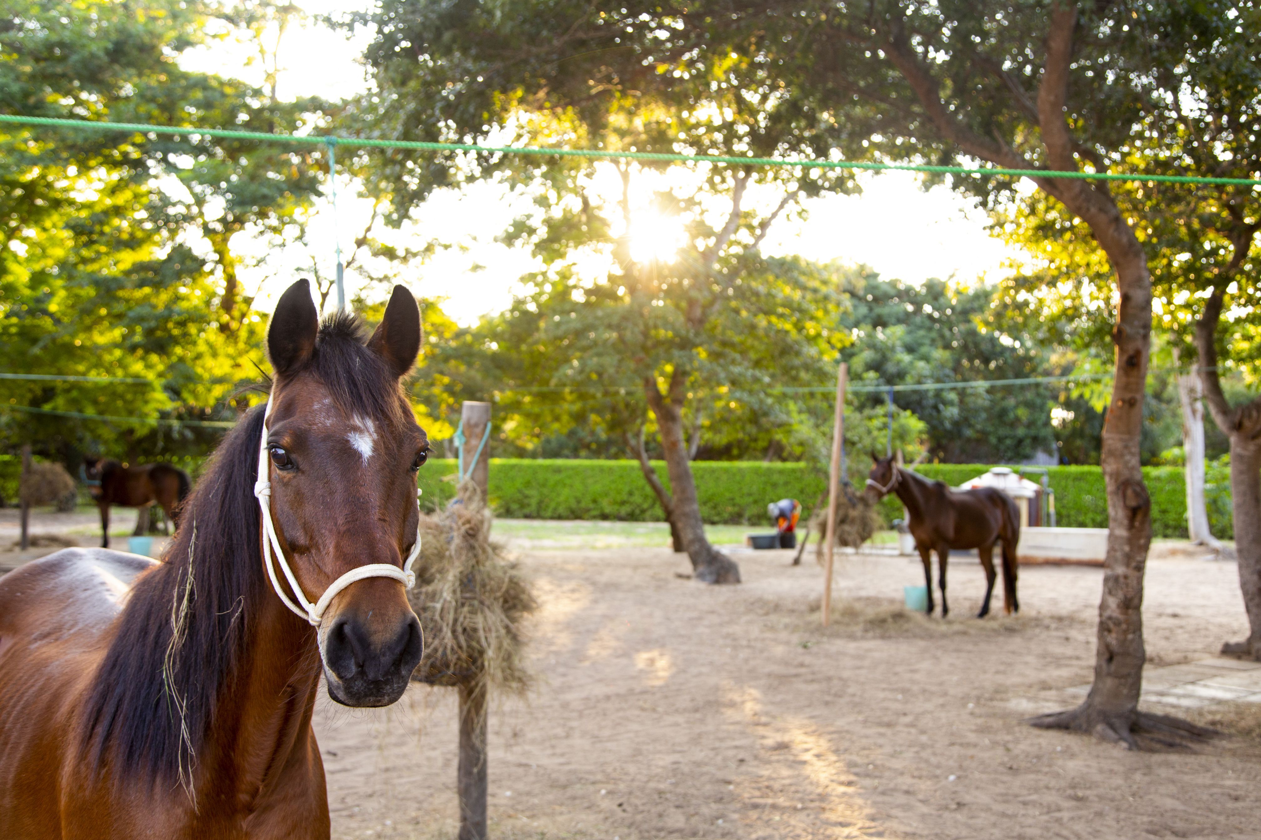 African Paradise - horseXperiences™ GO EQUESTRIAN