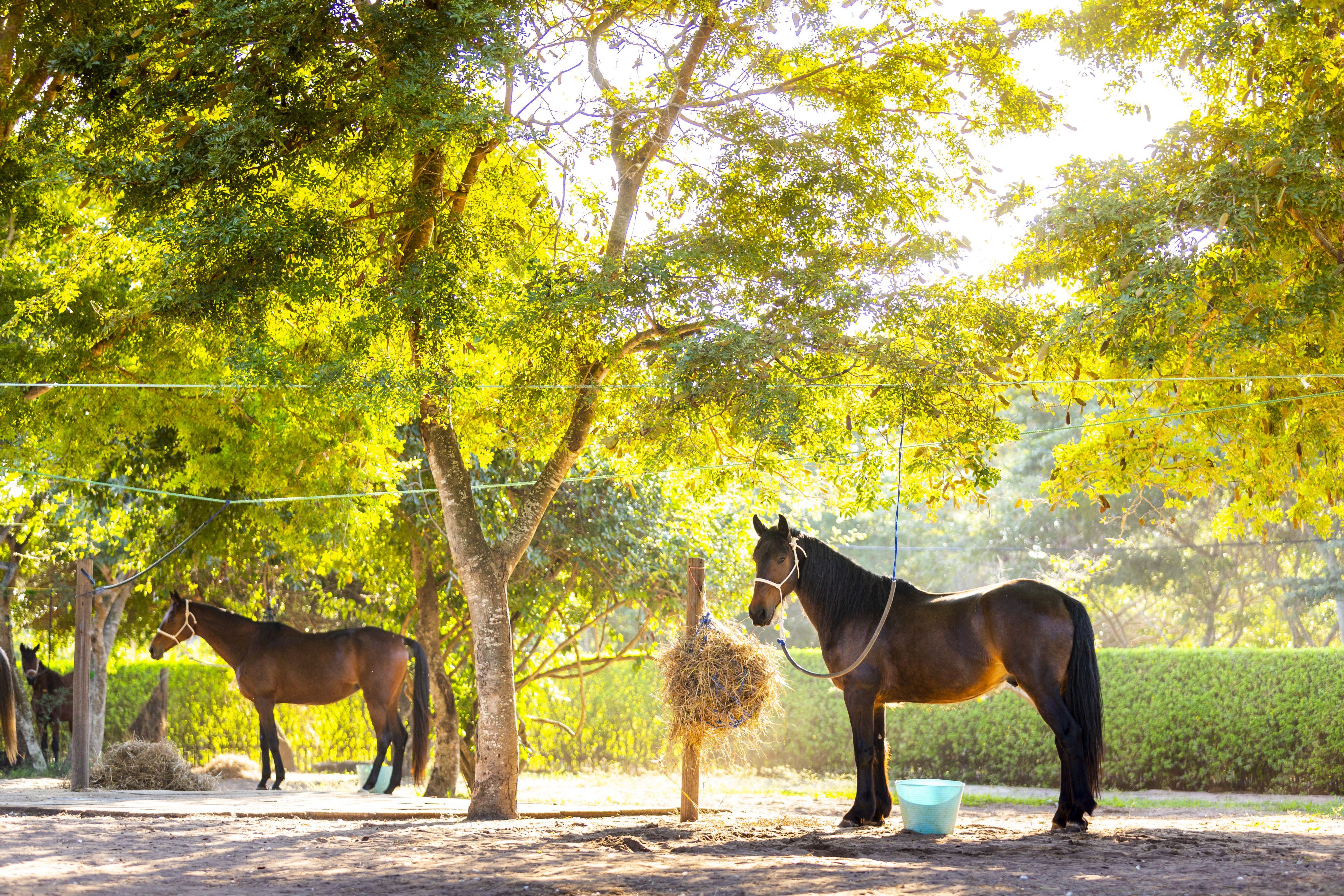 African Paradise - horseXperiences™ GO EQUESTRIAN