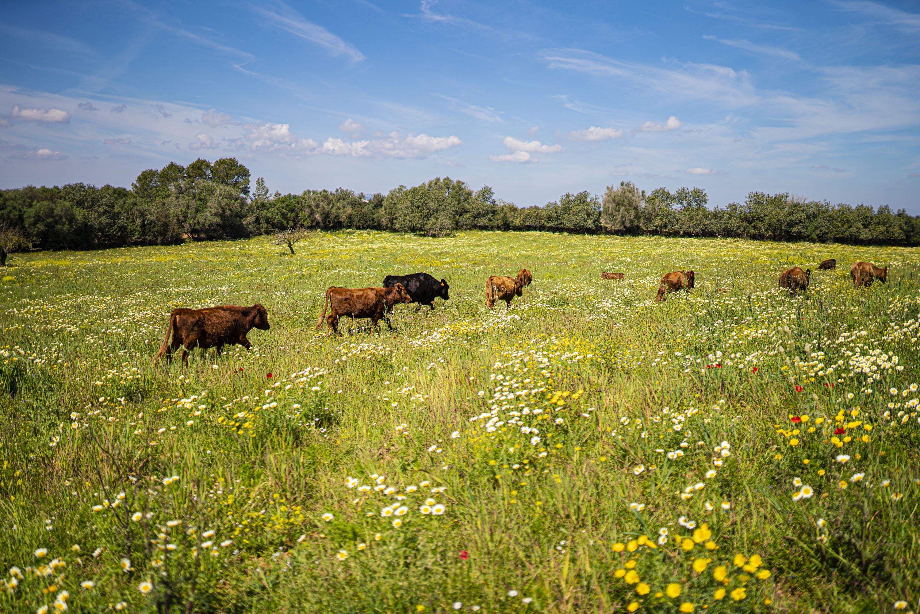 Spanish Dream - horseXperiences™ GO EQUESTRIAN