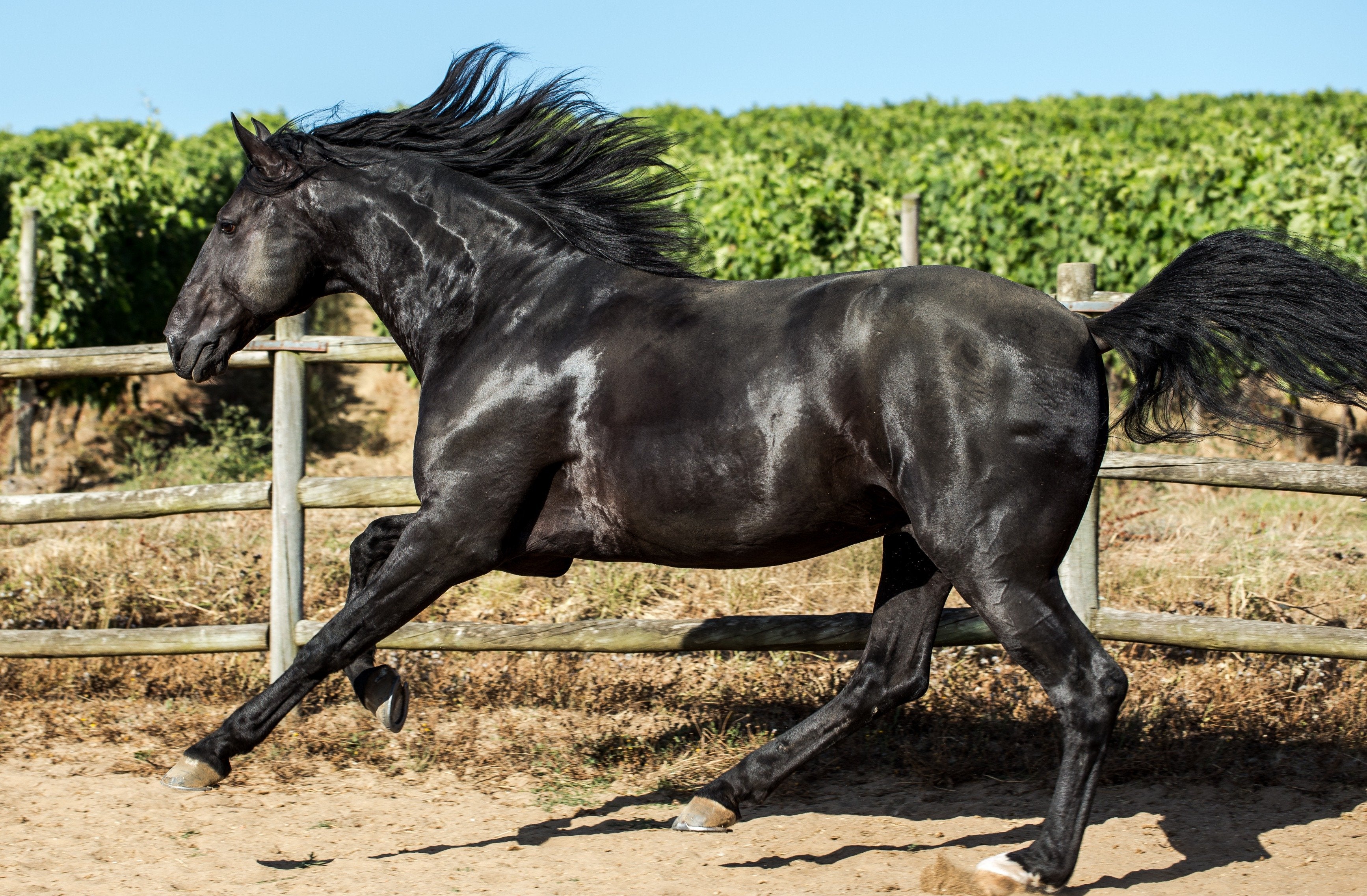 Portugal's Finest - horseXperiences™ GO EQUESTRIAN