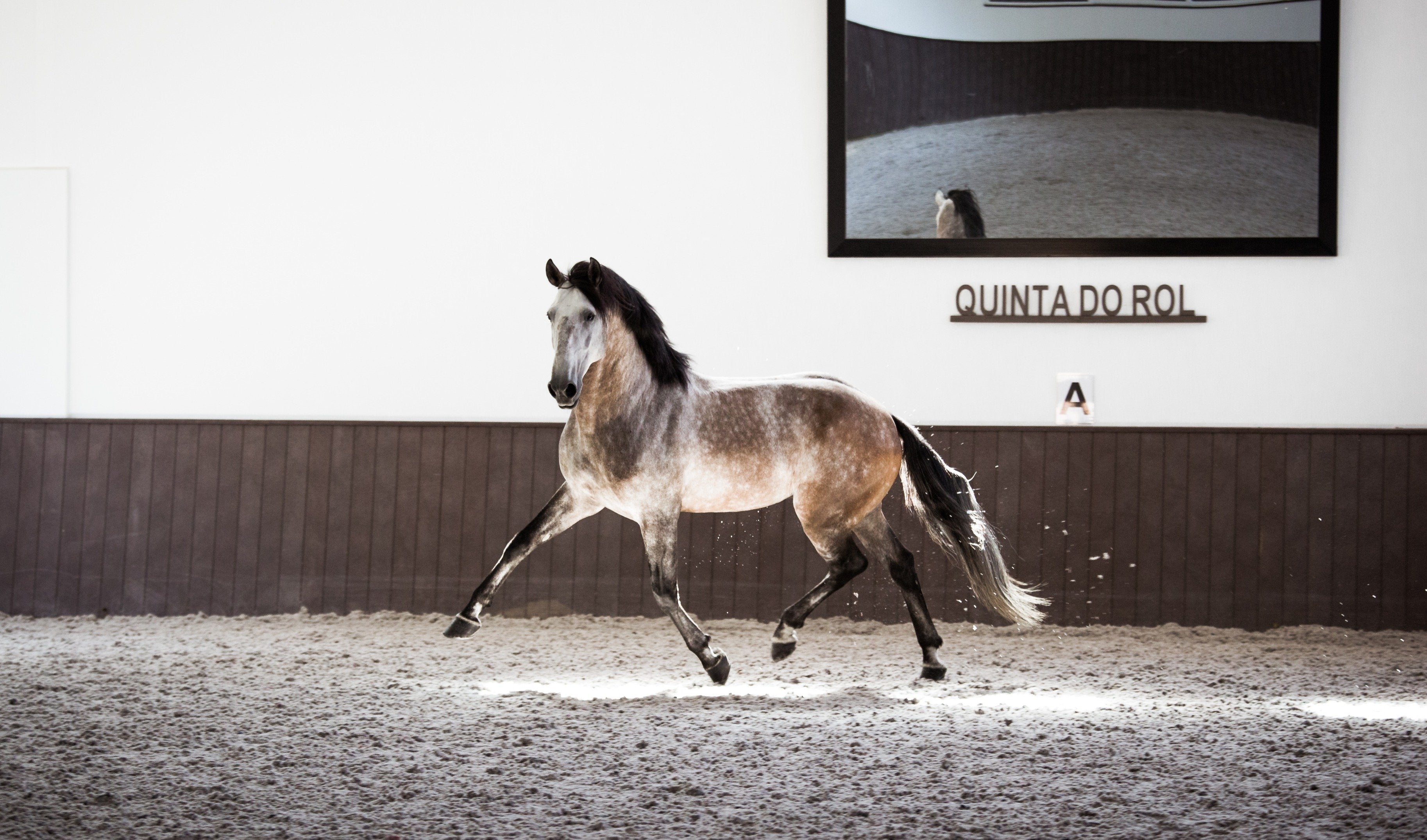 Portugal's Finest - horseXperiences™ GO EQUESTRIAN