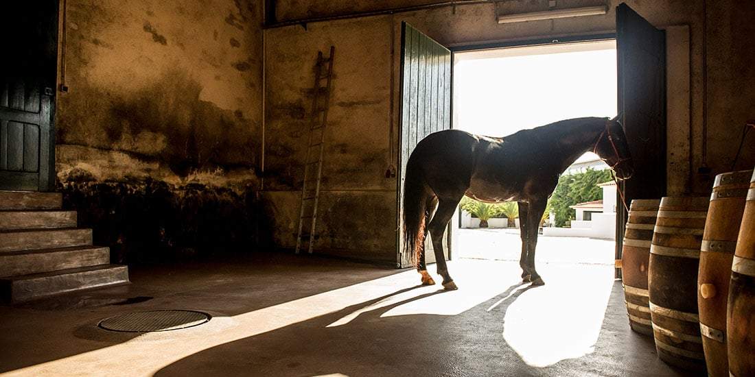Portugal's Finest - horseXperiences™ GO EQUESTRIAN
