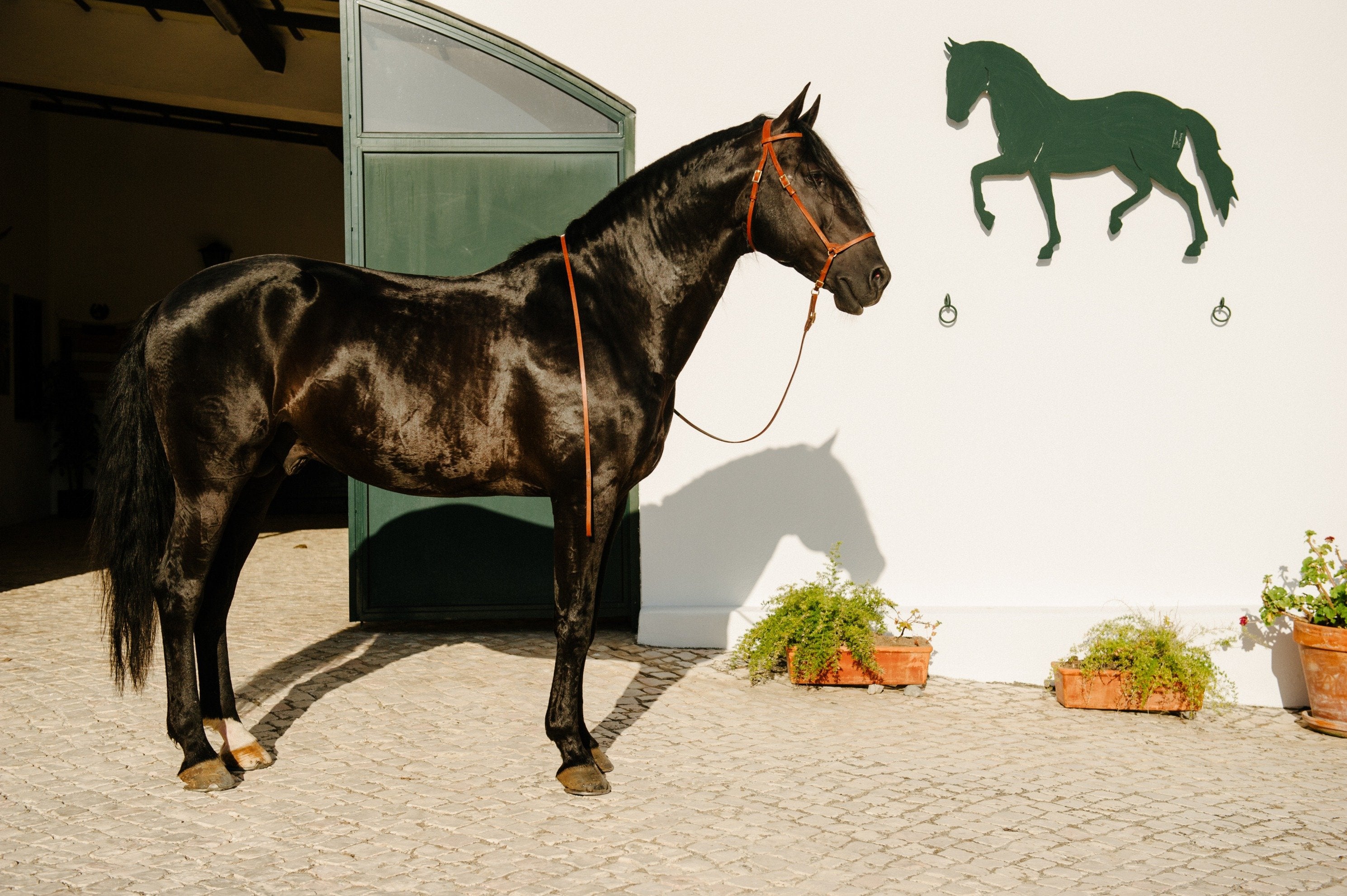 Portugal's Finest - horseXperiences™ GO EQUESTRIAN