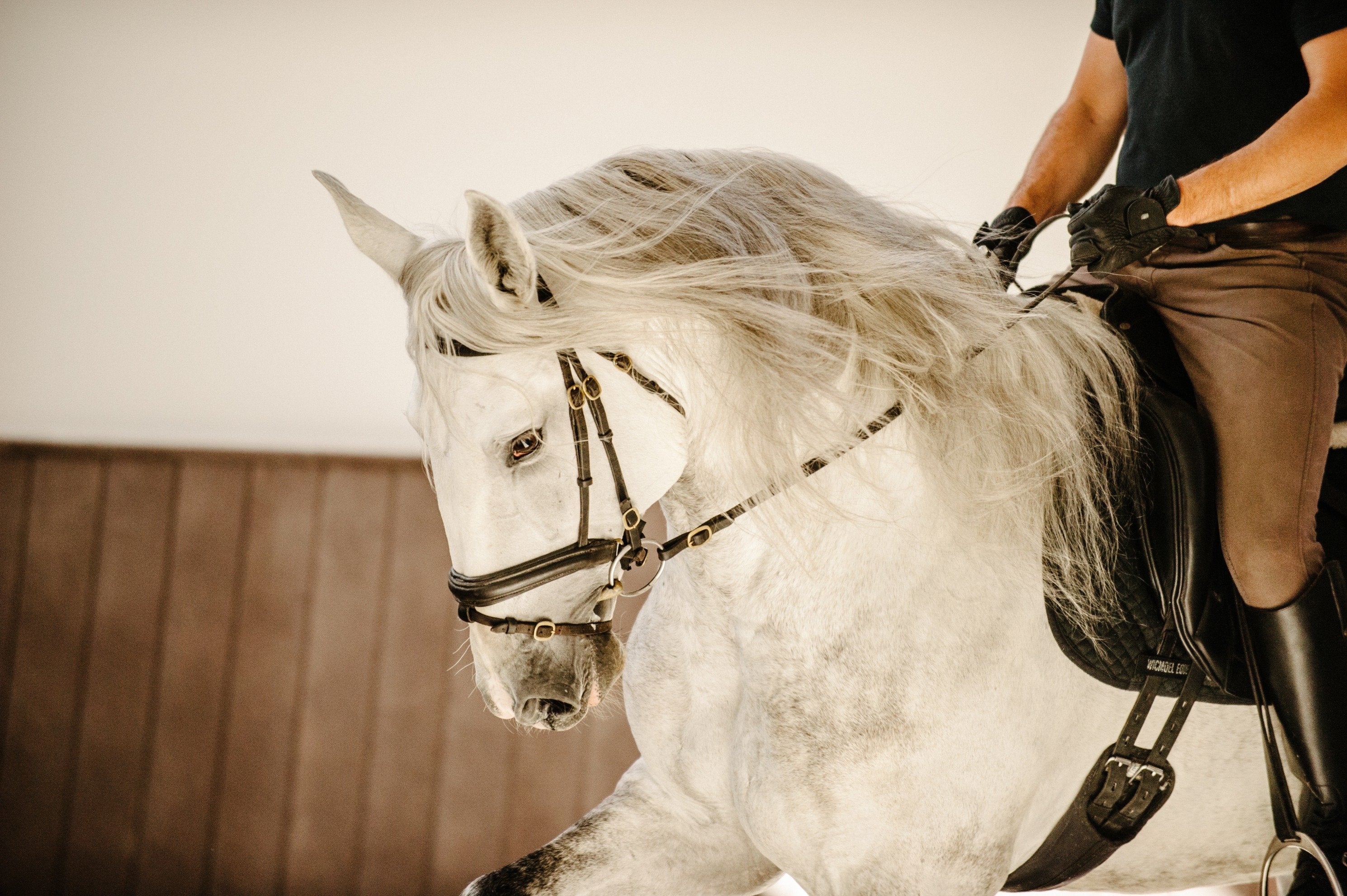 Portugal's Finest - horseXperiences™ GO EQUESTRIAN