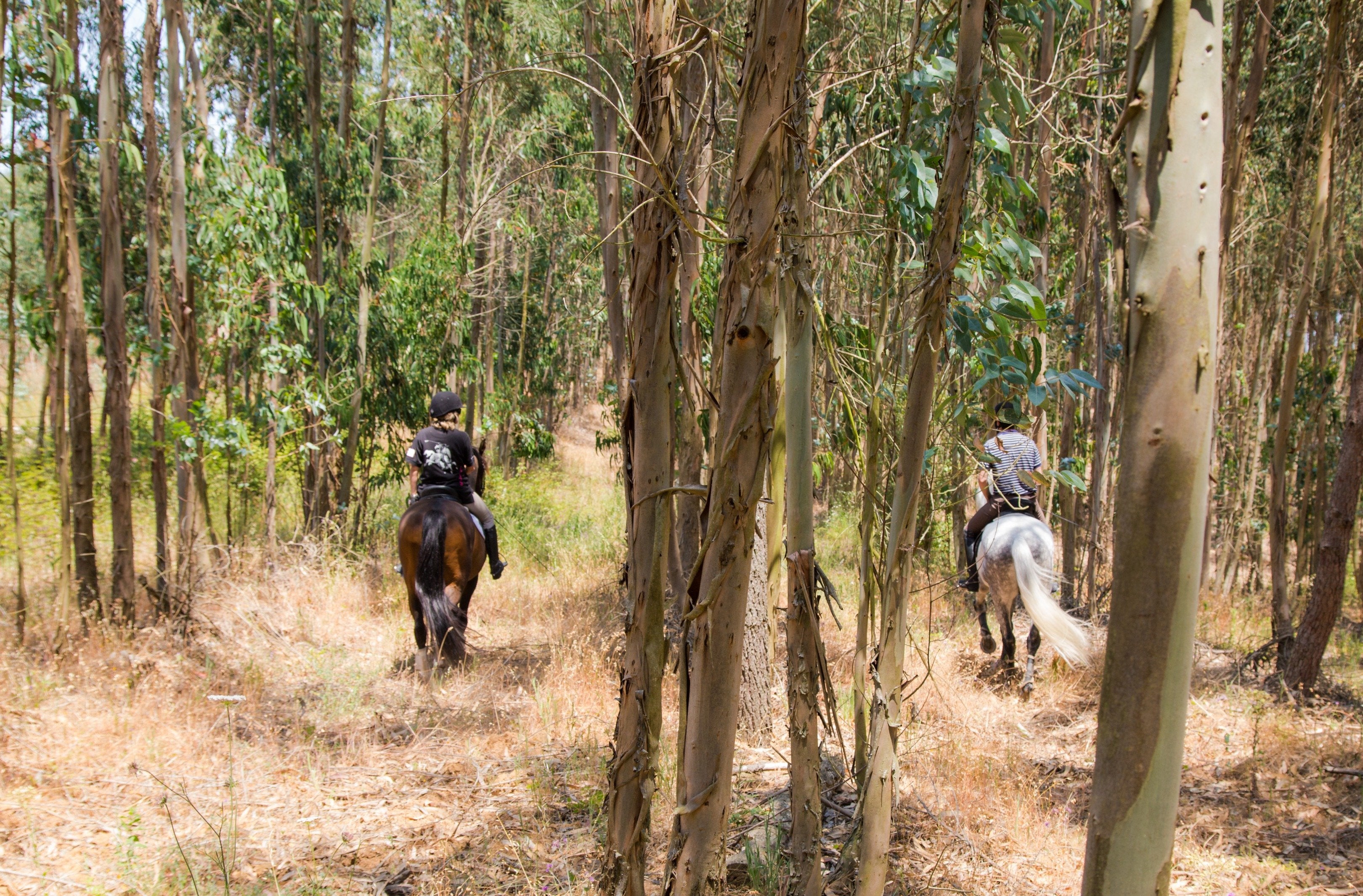 Portugal's Finest - horseXperiences™ GO EQUESTRIAN