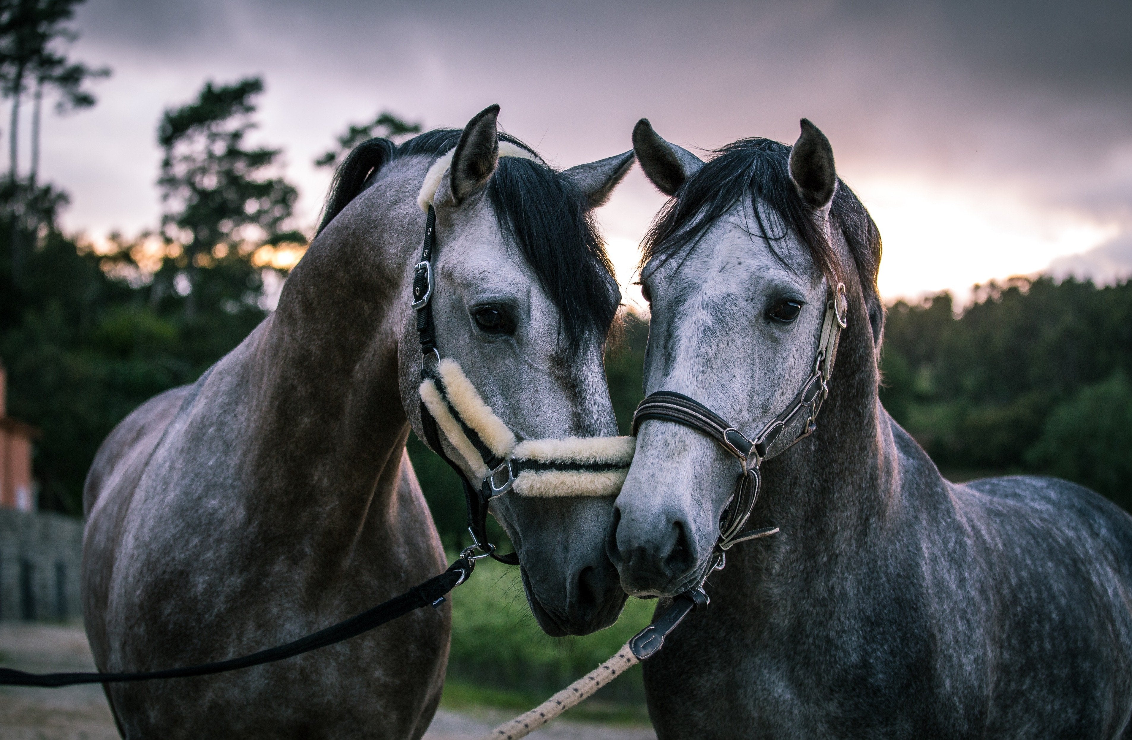 Portugal's Finest - horseXperiences™ GO EQUESTRIAN