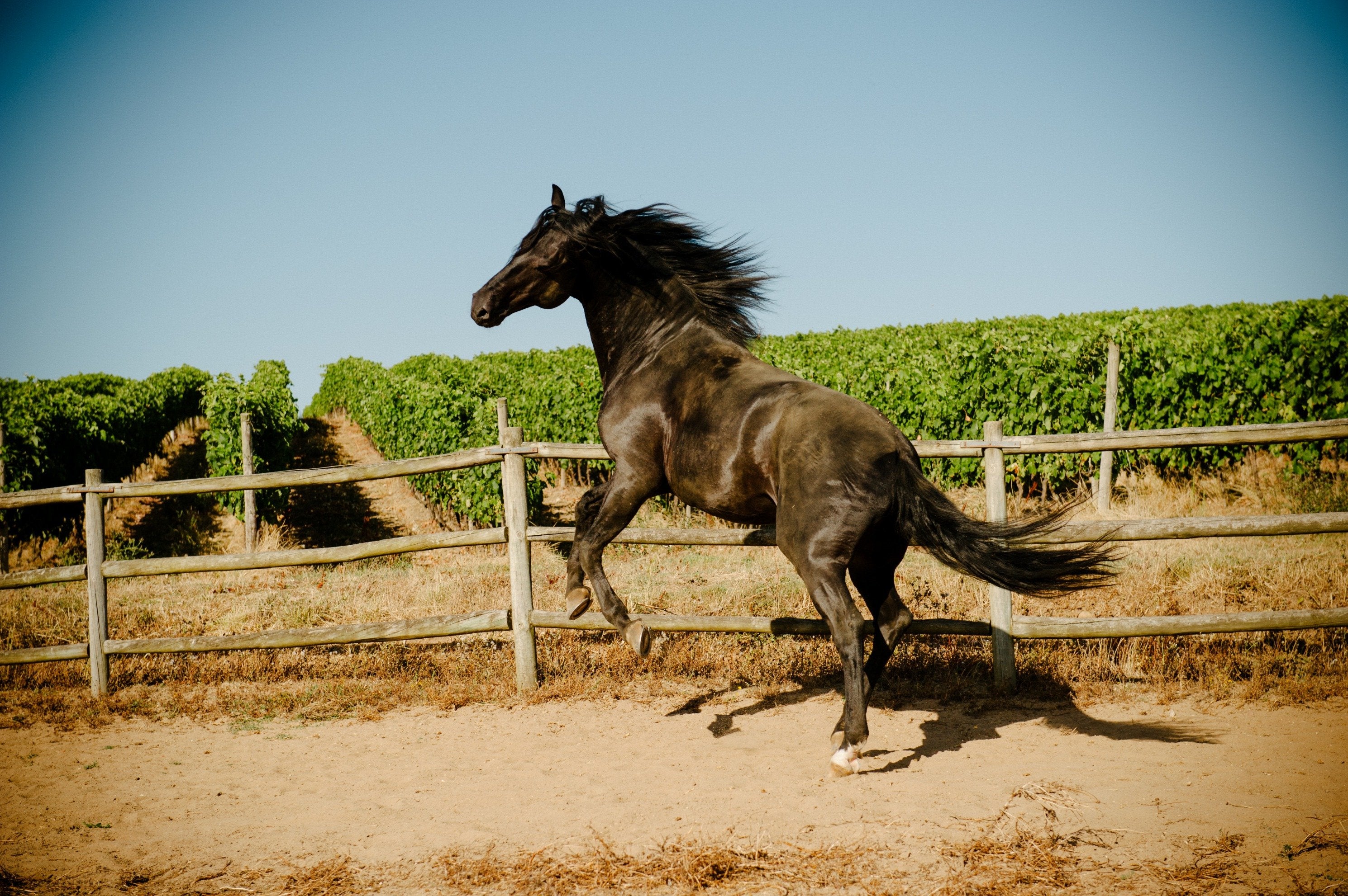 Portugal's Finest - horseXperiences™ GO EQUESTRIAN