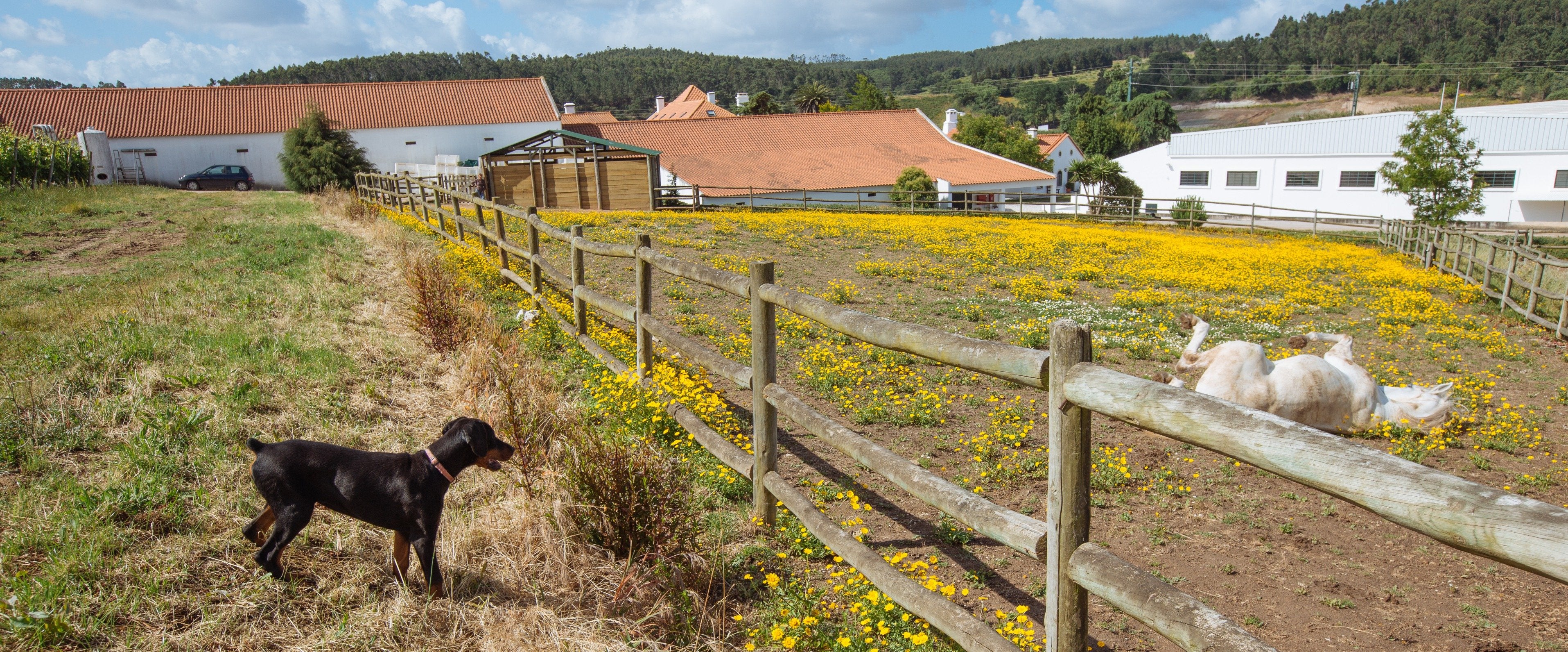 Portugal's Finest - horseXperiences™ GO EQUESTRIAN