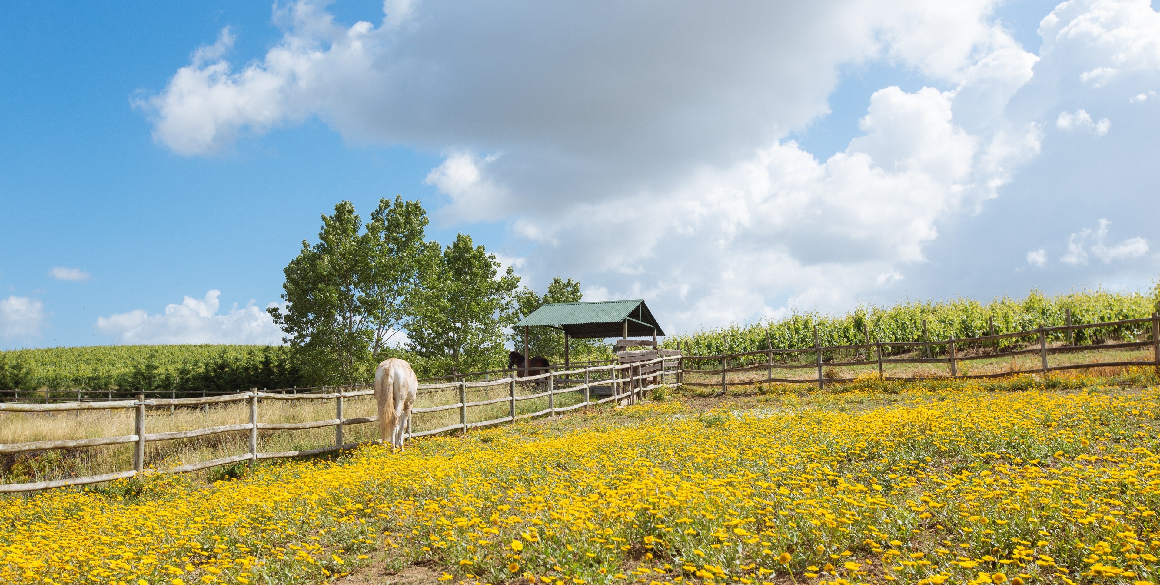 Portugal's Finest - horseXperiences™ GO EQUESTRIAN