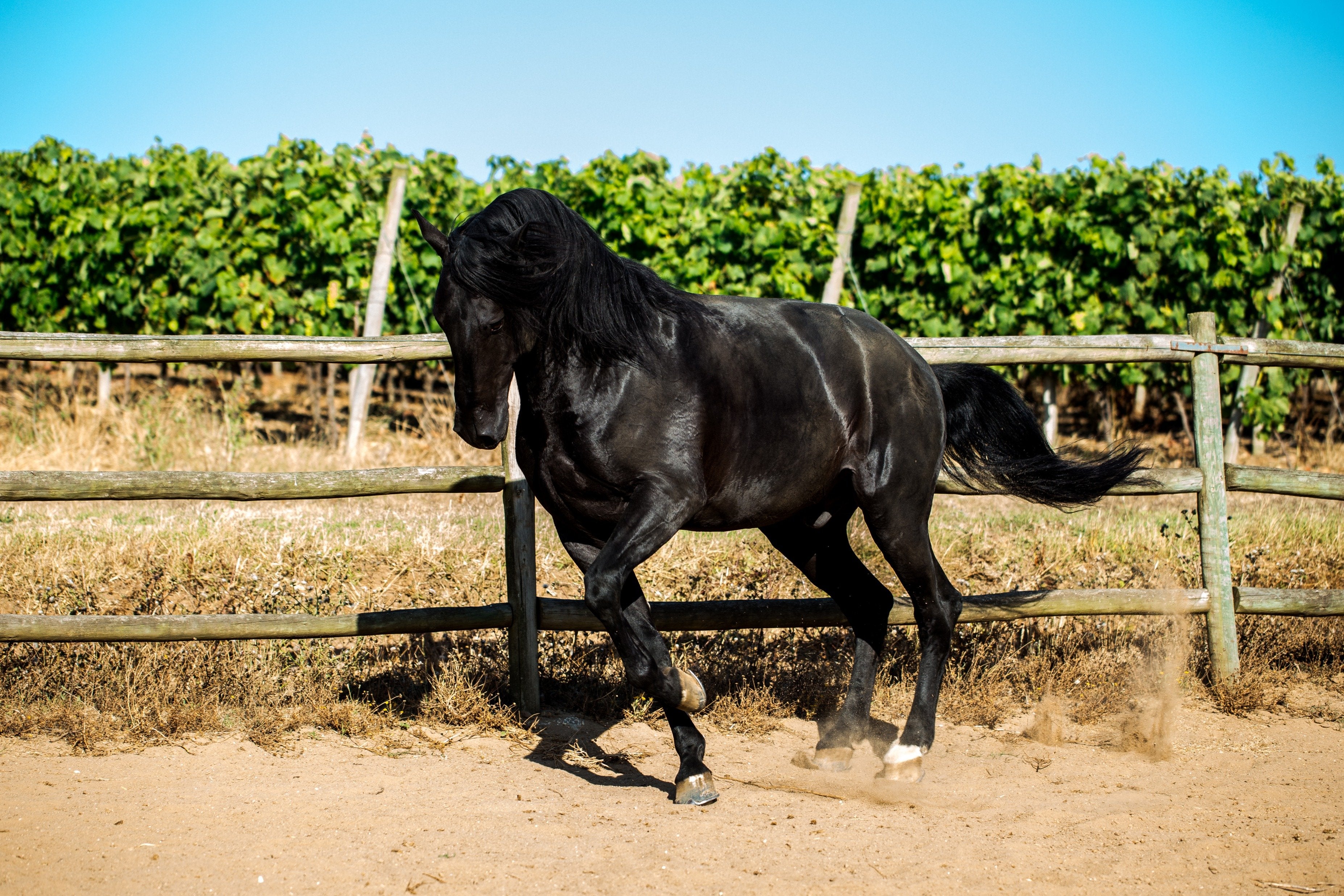 Portugal's Finest - horseXperiences™ GO EQUESTRIAN