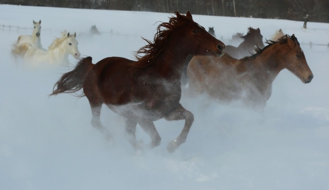 Transylvania Winter - horseXperiences™ GO EQUESTRIAN