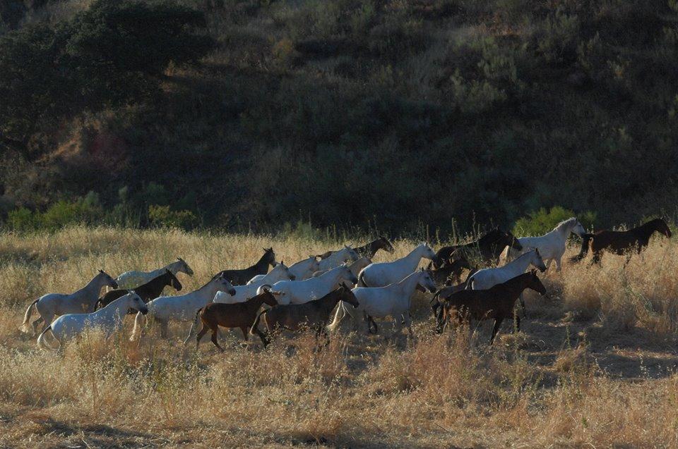 Málaga's eXclusive Eco-Luxury - horseXperiences™ GO EQUESTRIAN