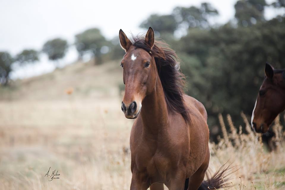 Málaga's eXclusive Eco-Luxury - horseXperiences™ GO EQUESTRIAN