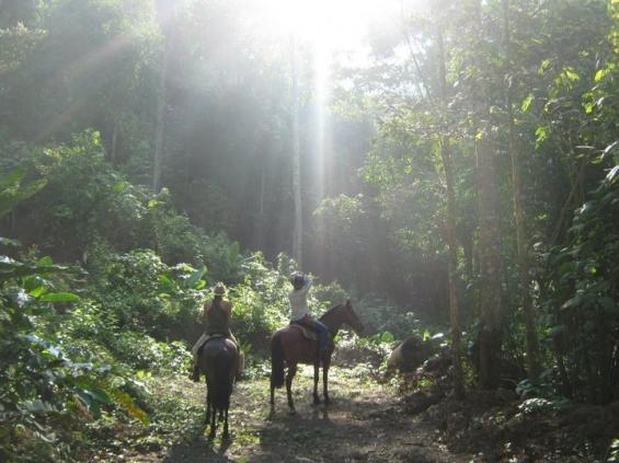 Tropical Discovery - horseXperiences™ GO EQUESTRIAN